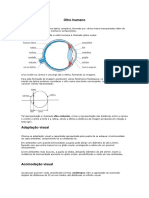 Olho Humano PDF