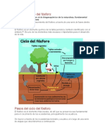 El Ciclo Del Fósforo