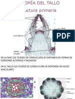 Anatomia Primaria Tallo PDF