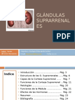 Trabajo Glandulas Suprarrenales