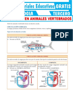 Circulación en Animales Vertebrados para Tercer Grado de Secundaria