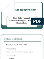 How Cells Harvest Chemical Energy - Cellular Respiration