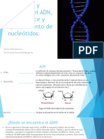 Estructura y Funcion Del ADN PDF