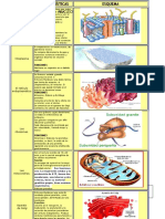Organelos Celulares Cuadro