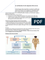 Describe The Structure and Function of Each Component of The Nervous System