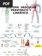 Vascular Periférico y Linfático Final.