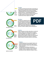 Fases de La Mitosis