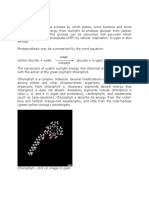 Photosynthesis Cell Biology File