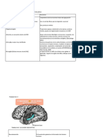 Trabajo de Neuro