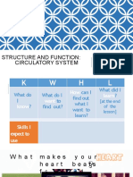 Circulatory System Lesson