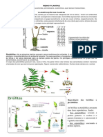 Resumo REINO PLANTAE