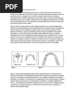 Arch Length Changes From 6 Weeks To 45 Years