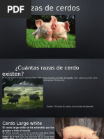 Cerdo Razas