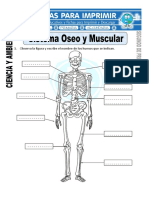 Ficha de Sistema Oseo y Muscular para Segundo de Primaria