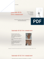 1 - Anatomie 1ère Commissure Avec QCM