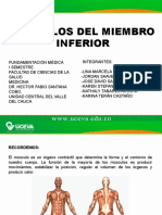 Musculos Del Miembro Inferior PDF