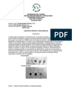 Guia Helechos y Gimno PDF