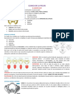 Clínica de La Pelvis