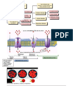 Transporte de Membrana