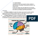 La Division Del Cerebro