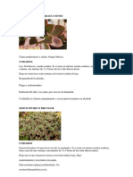 Fichas Tecnicas Suculentas PDF