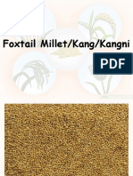 Foxtail Millet