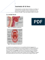 Anatomía de La Boca