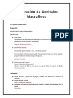 Exploracion Genitales Masculinos