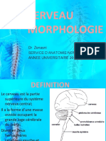 Morphologie Du Cerveau