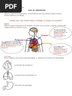 Guia Ciencias Naturales Organos Mas Importantes