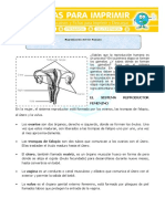 Ficha Reproduccion Del Ser Humano para Sexto de Primaria