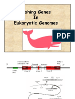 Eukaryotic Gene Prediction