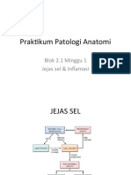 Praktikum Patologi Anatomi: Blok 2.1 Minggu 1 Jejas Sel & Inflamasi