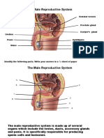 Male Reproductive System