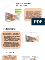 Par Craneal 3