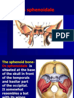 Sphenoid Bone