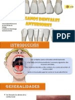 Dientes Anteriores