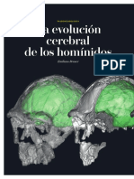 La Evolucion Cerebral de Los Hominidos PDF