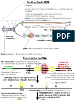 Replicação e Transcrição Do DNA