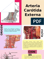 Arteria Carótida Externa