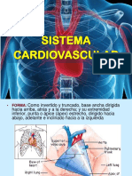 Sistema Circulatorio