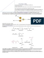 Ciclo de La Urea