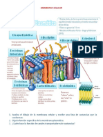 Membrana Celular