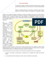 Ciclo Azufre Taller