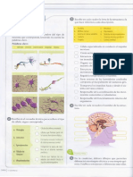 Actividad Sistema Nervioso 01