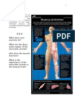 K00429 - 20180831110050 - Muscular System