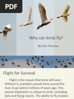 Why Can Birds Fly PP