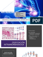 Desarrollo Embrionario Del Sistema Articular y Esquelético