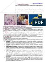 Staphylococcus Aureus, Campylobacter y Helicobacter Pylori