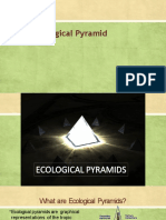 Review: Ecological Pyramid